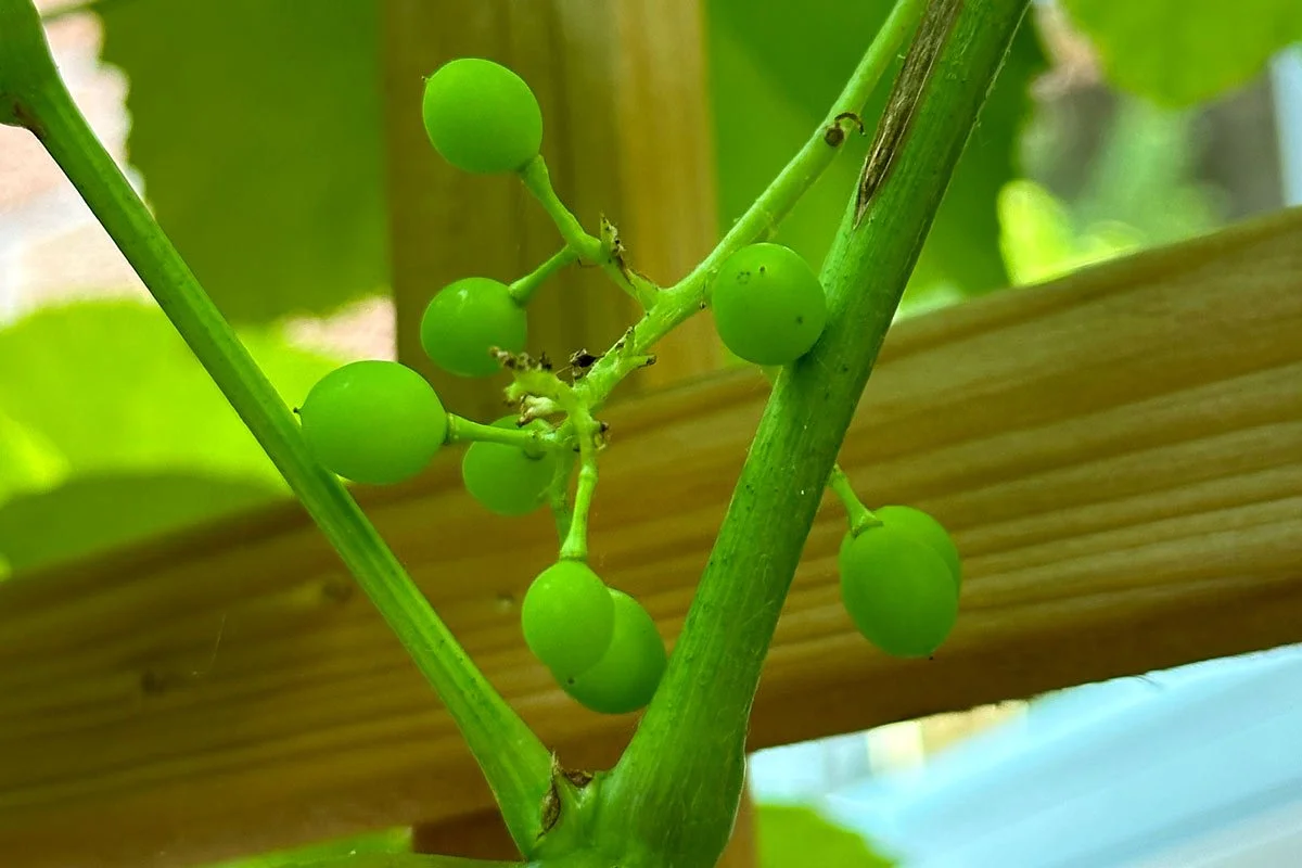Young grapes on a vine. Mike Belobradic Marketing.