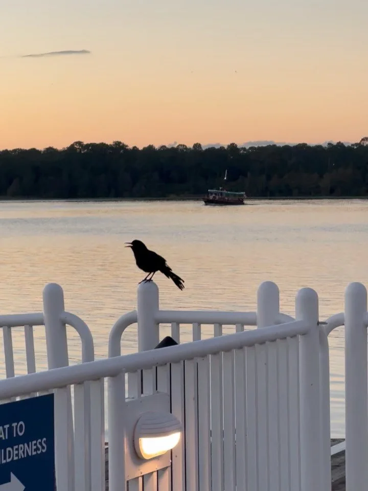 Happy Wednesday everyone.

#sunrise #waltdisneyworldresort #sunriseoftheday