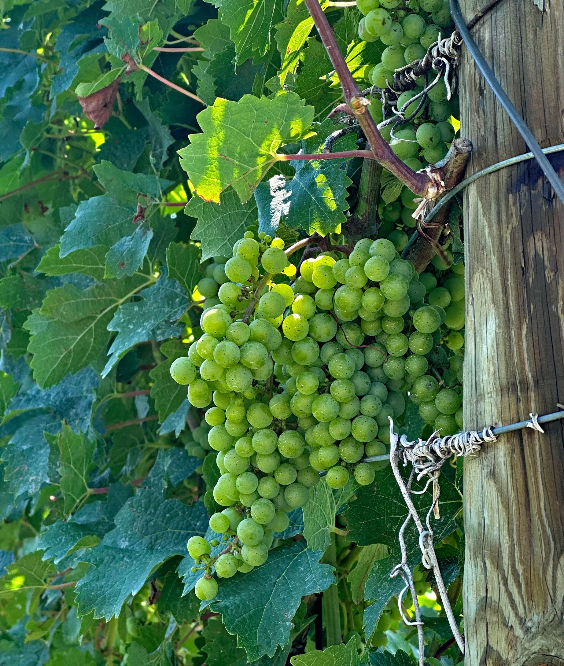 Grapes on the vine at a Niagara wine country vineyard. Photo Mike Belobradic.