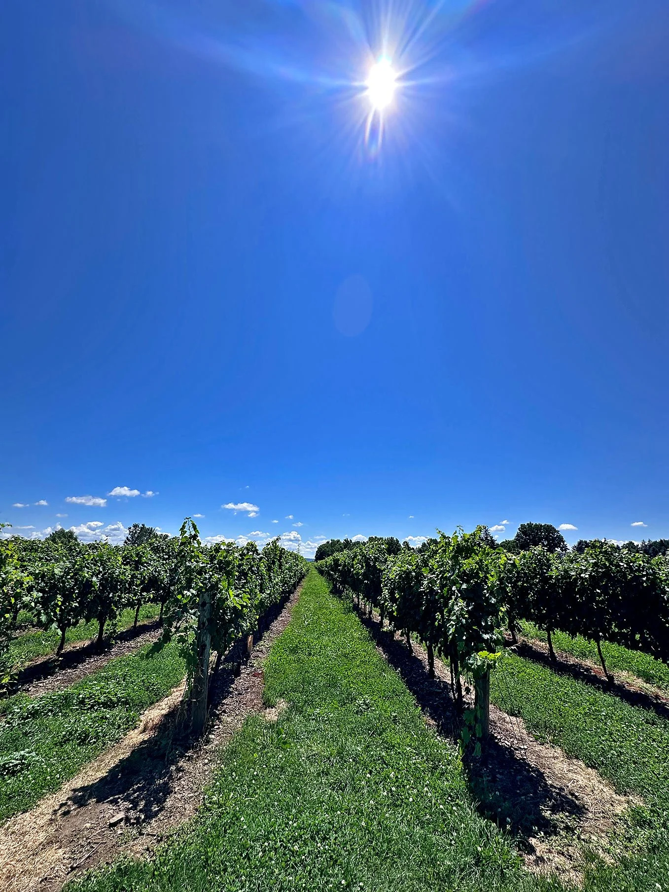 Grapevine rows in Niagara-on-the-Lake, Ontario wine country. Photo Mike Belobradic.