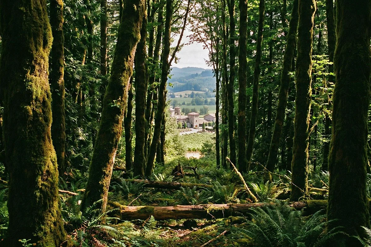 A winery viewed from a forest.