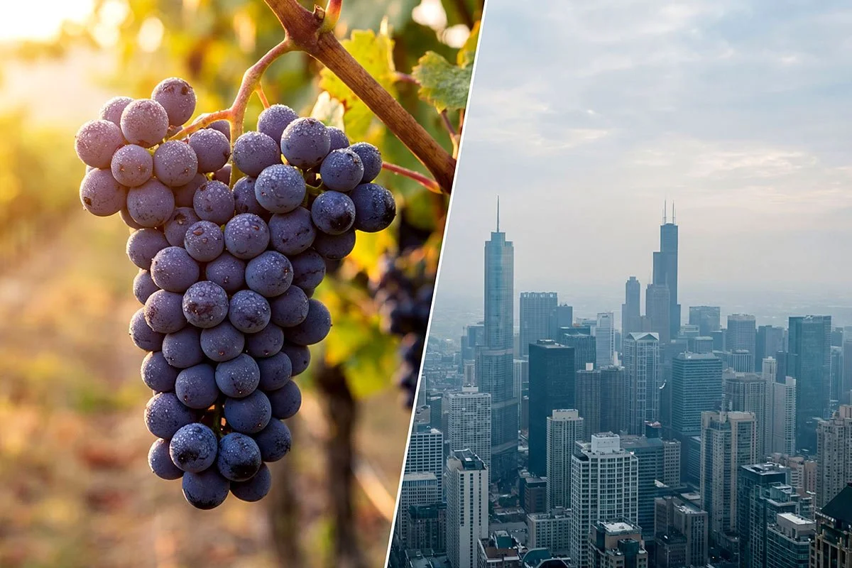 Grapes and a city scene.