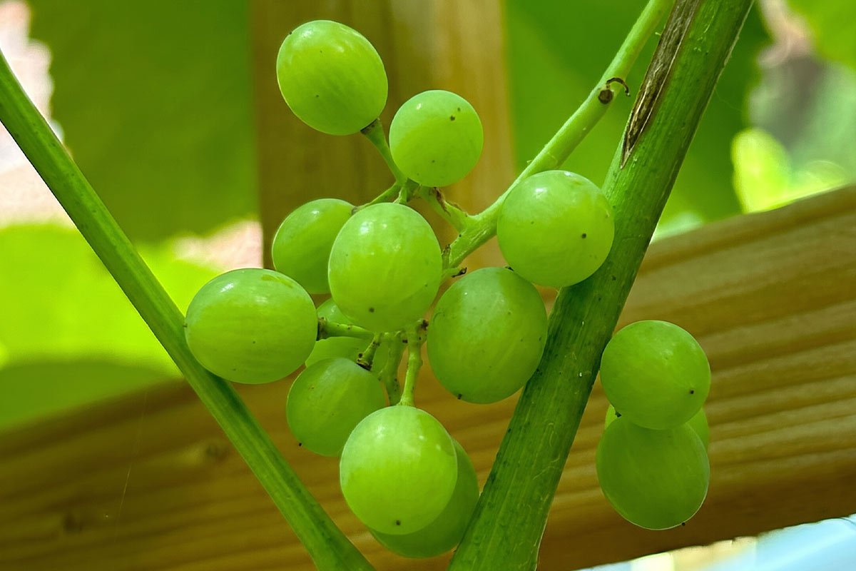 Ripe green Niagara grapes. Mike Belobradic.