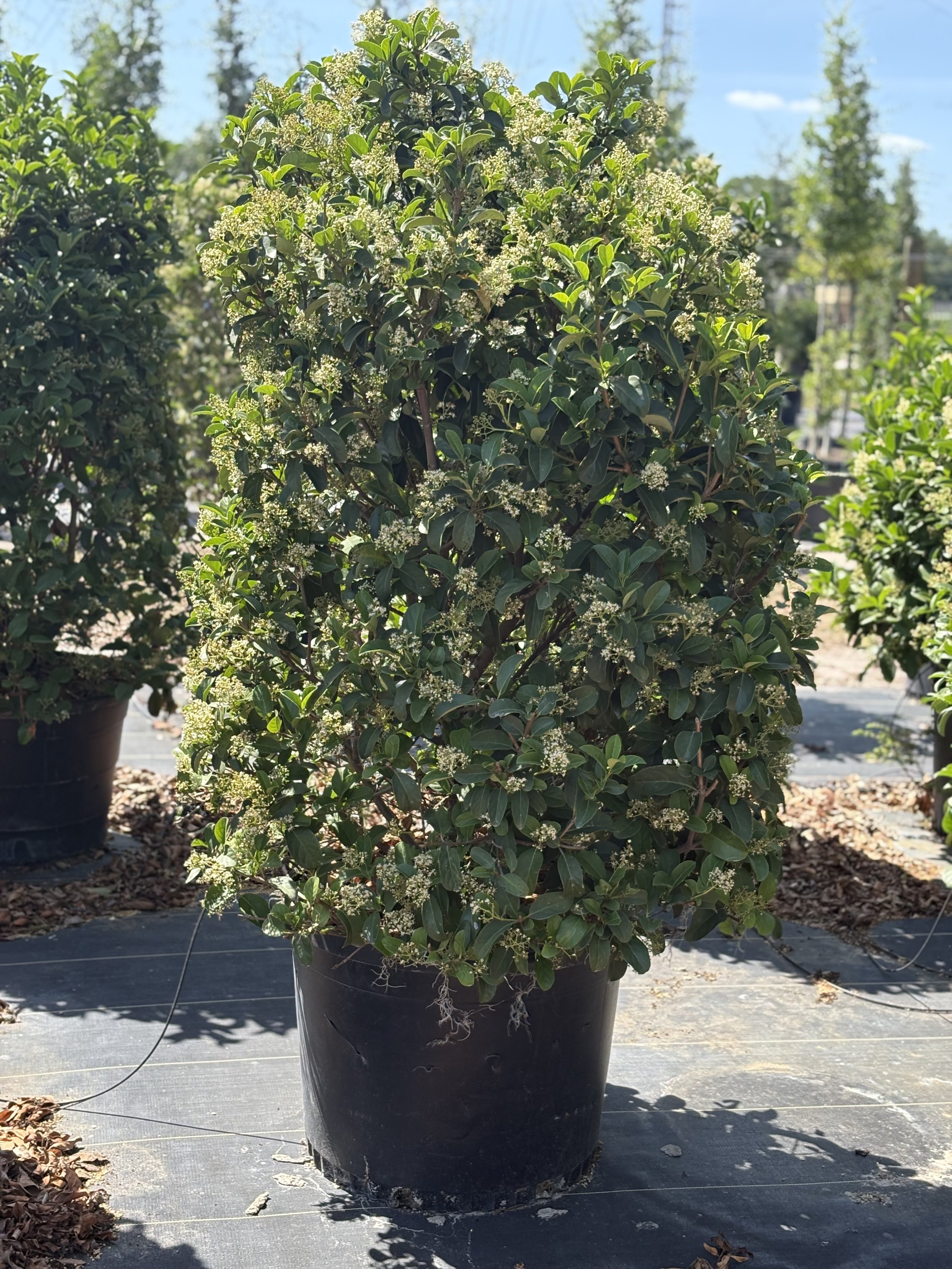 Sweet Viburnum