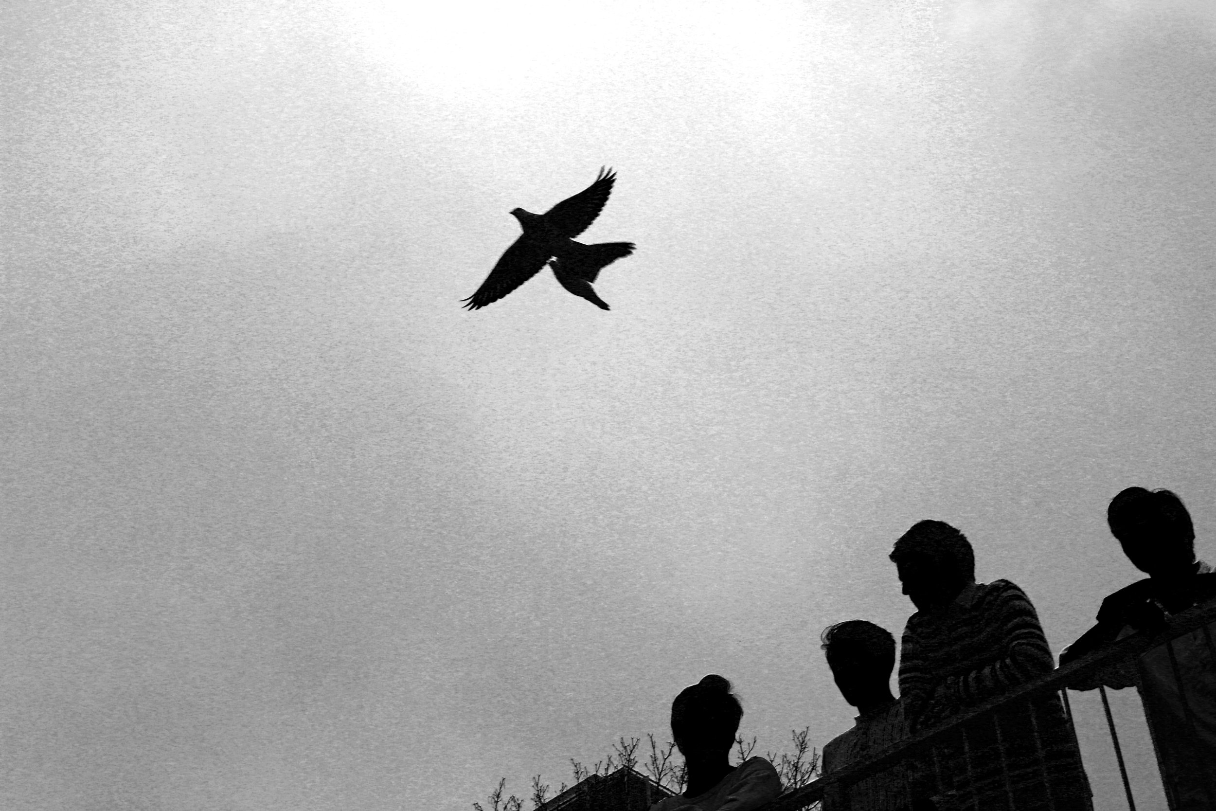 Bird.jpg