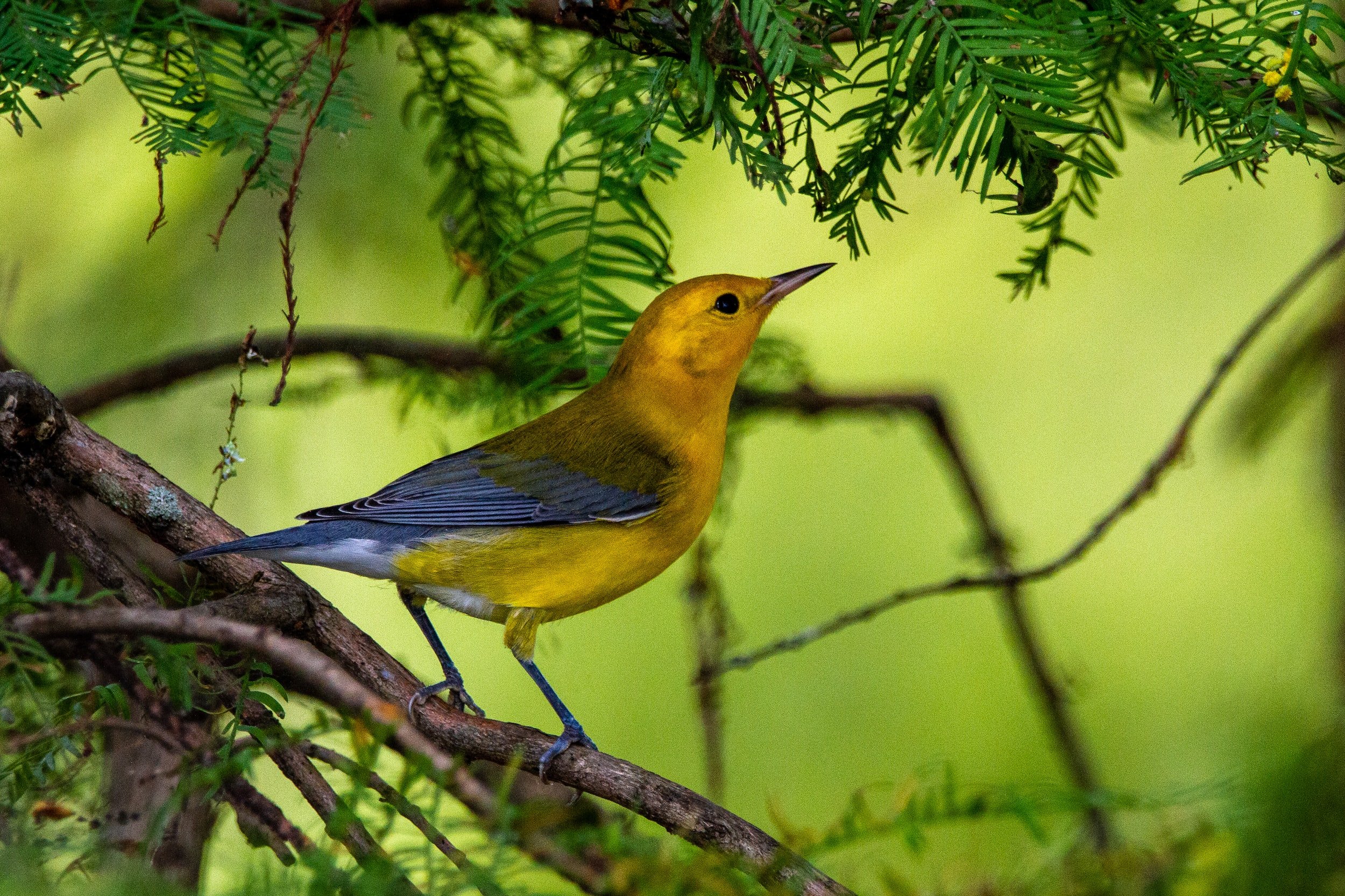 Of Birds and Trees and Climate Change