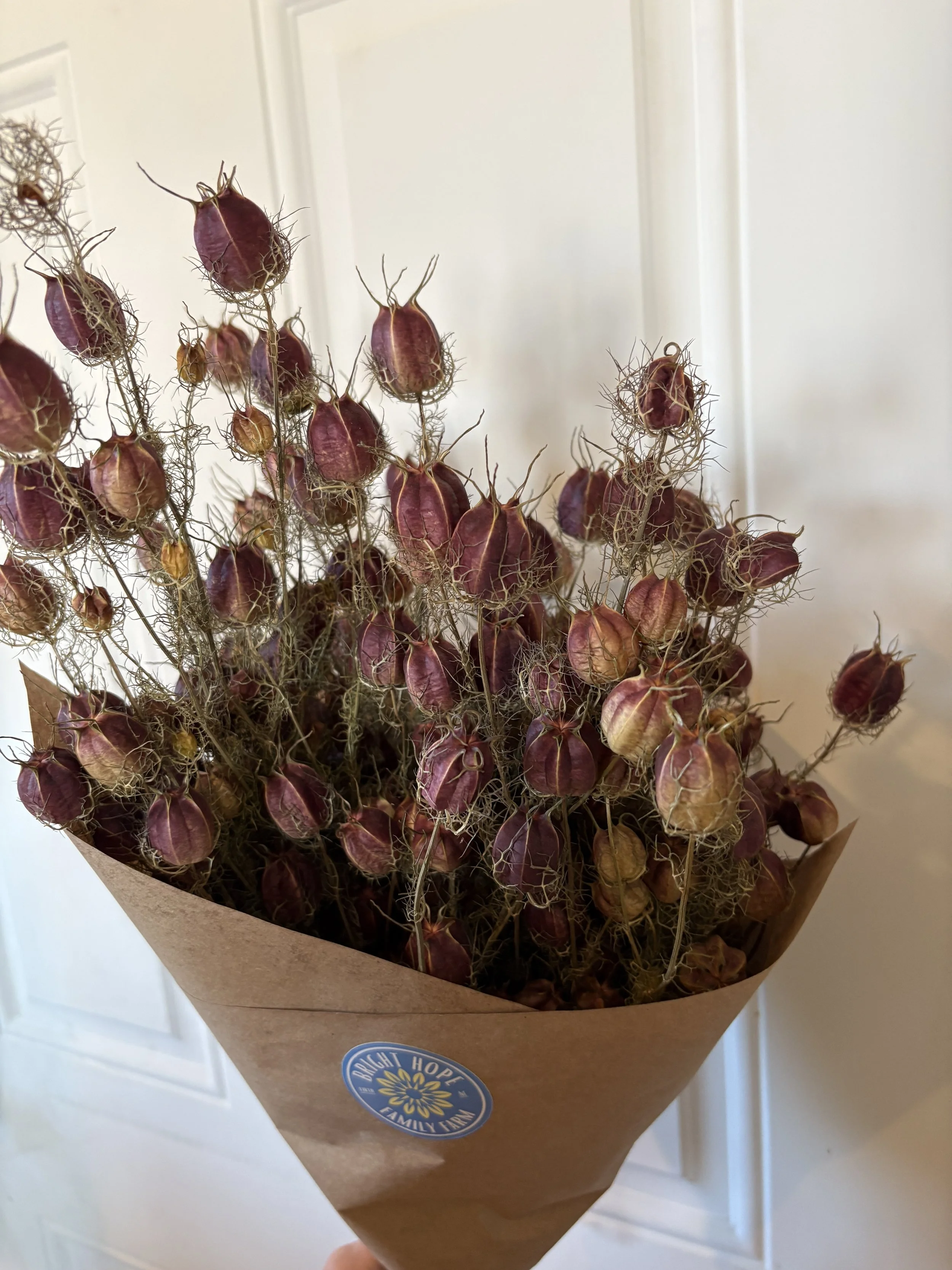 Dried Nigella Bouquet
