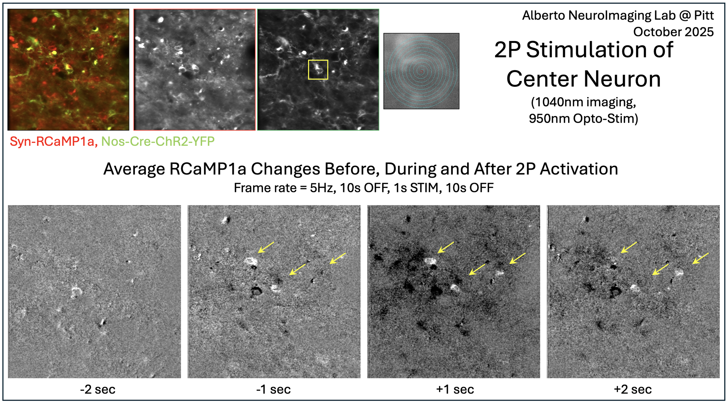 Alberto 2P Opto-stim of a NOS Neuron