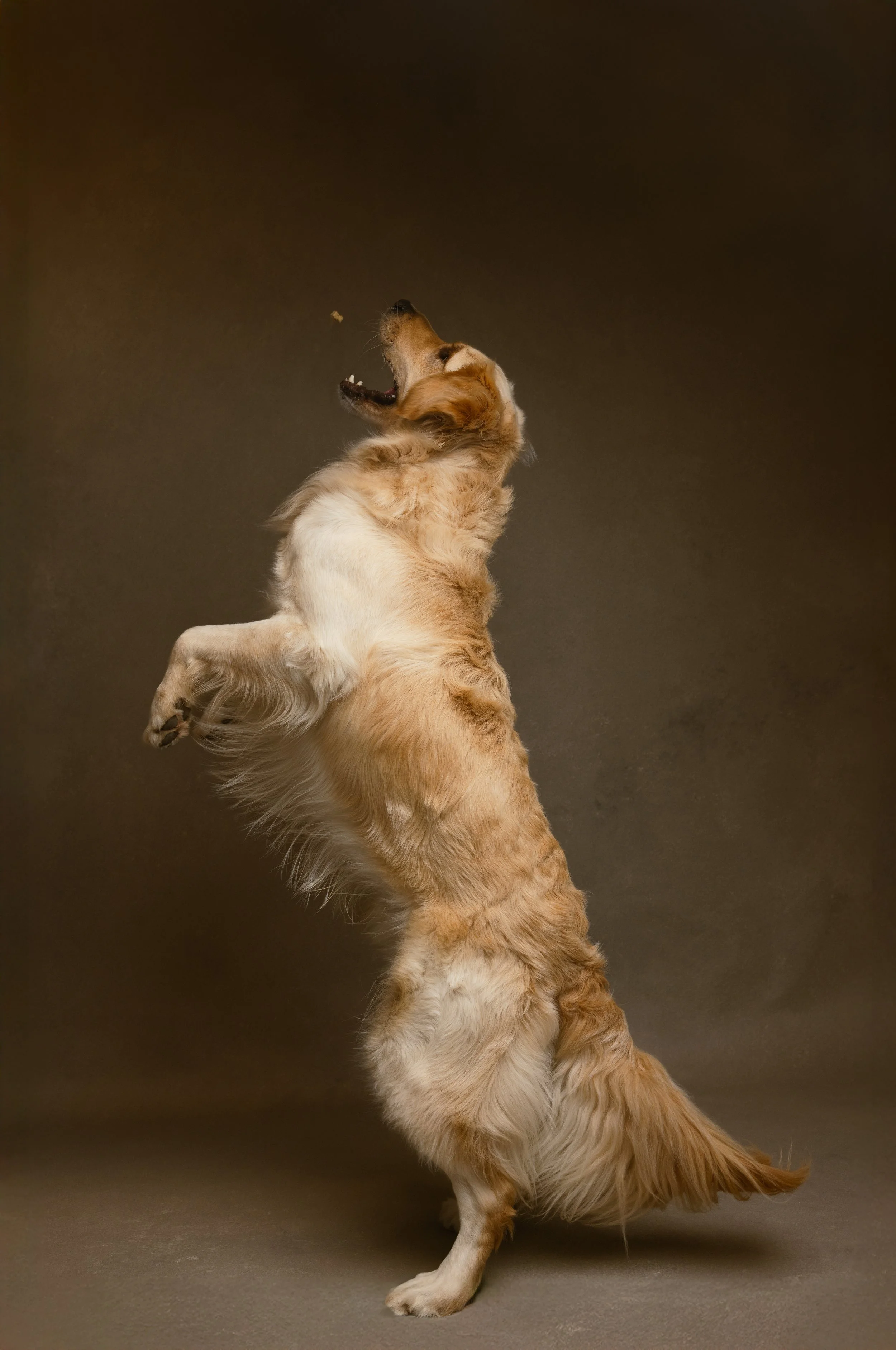 Destin, FL pet and dog photographer