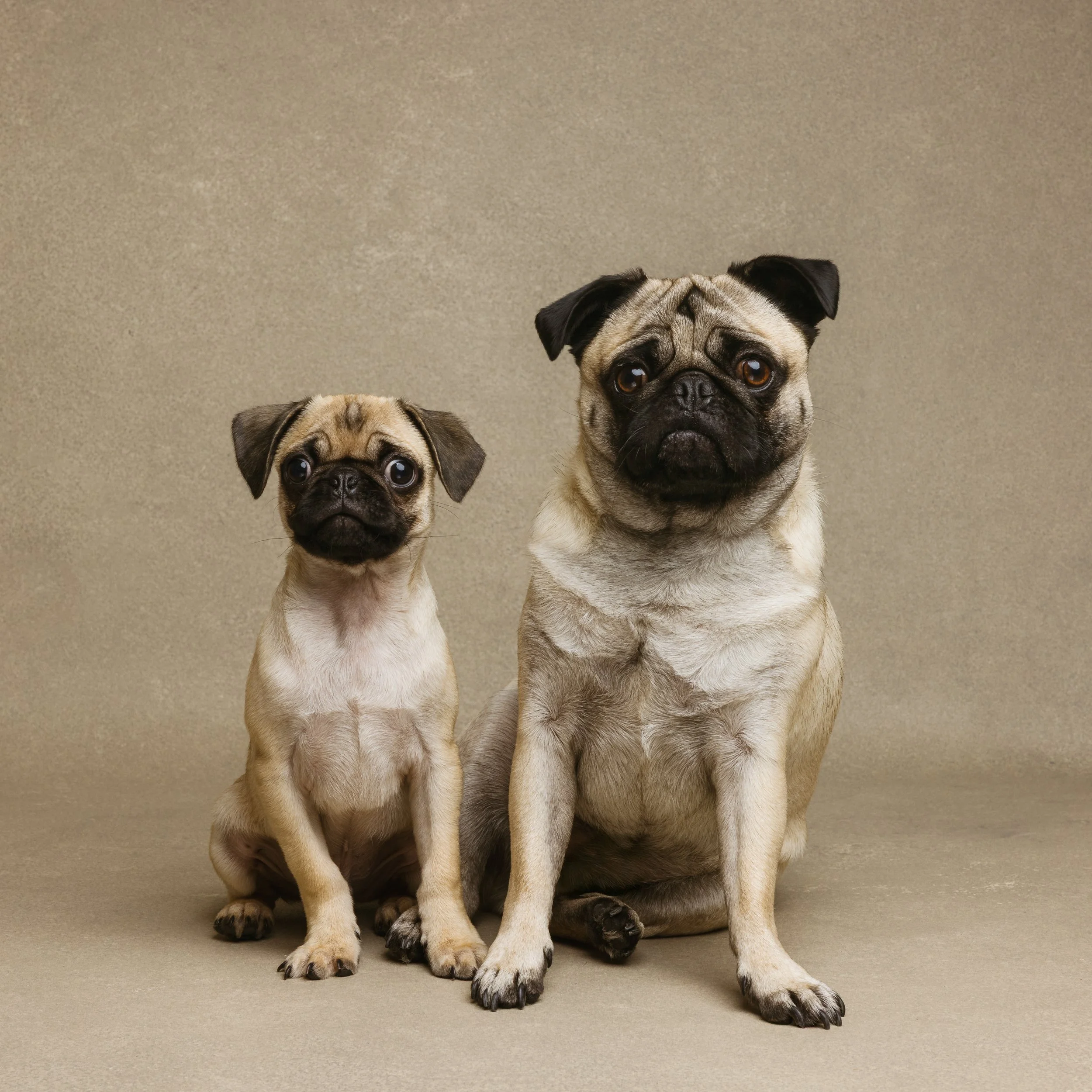 30a pet photographer serving Destin and Miramar Beach