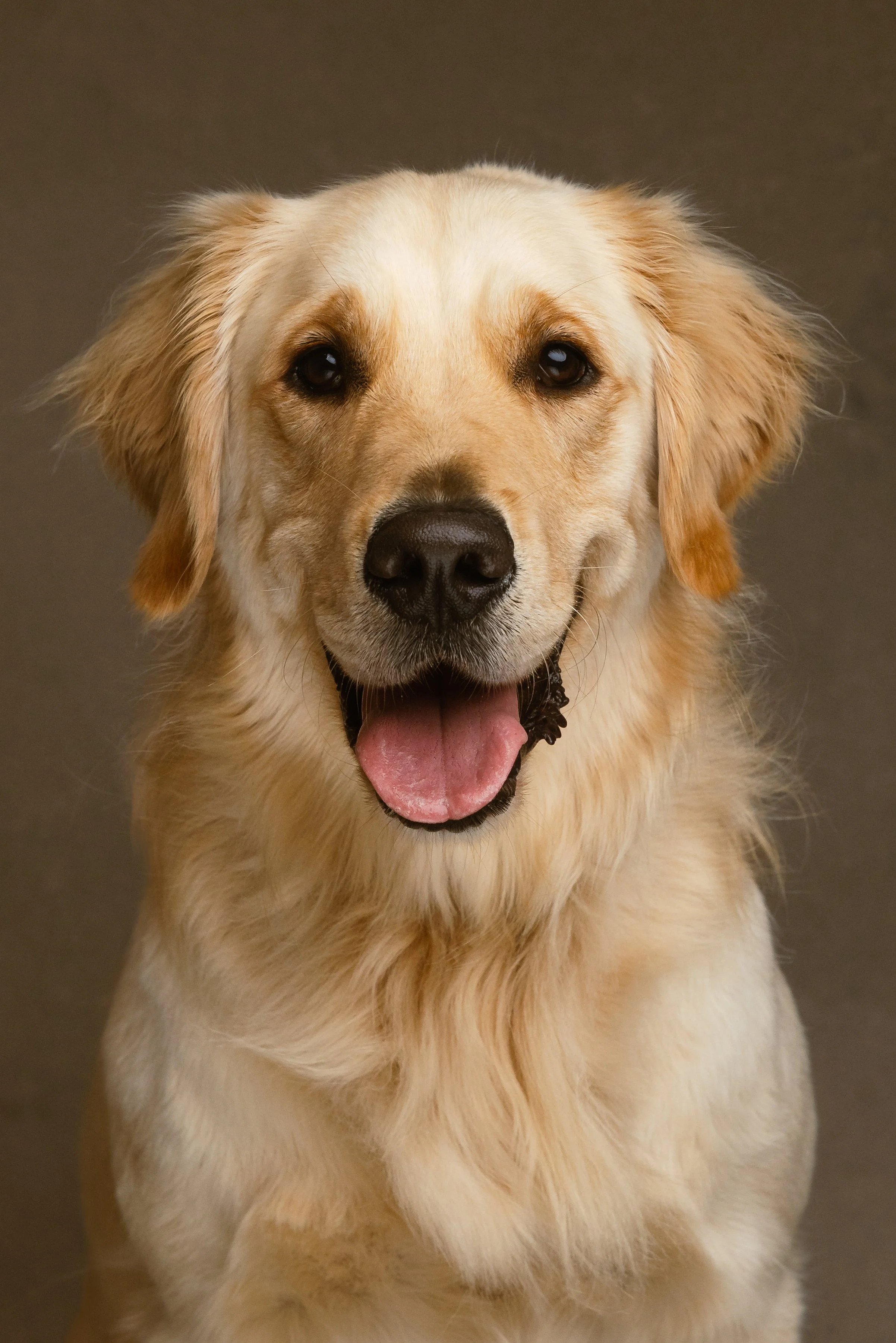 30a dog photographer in Destin, FL