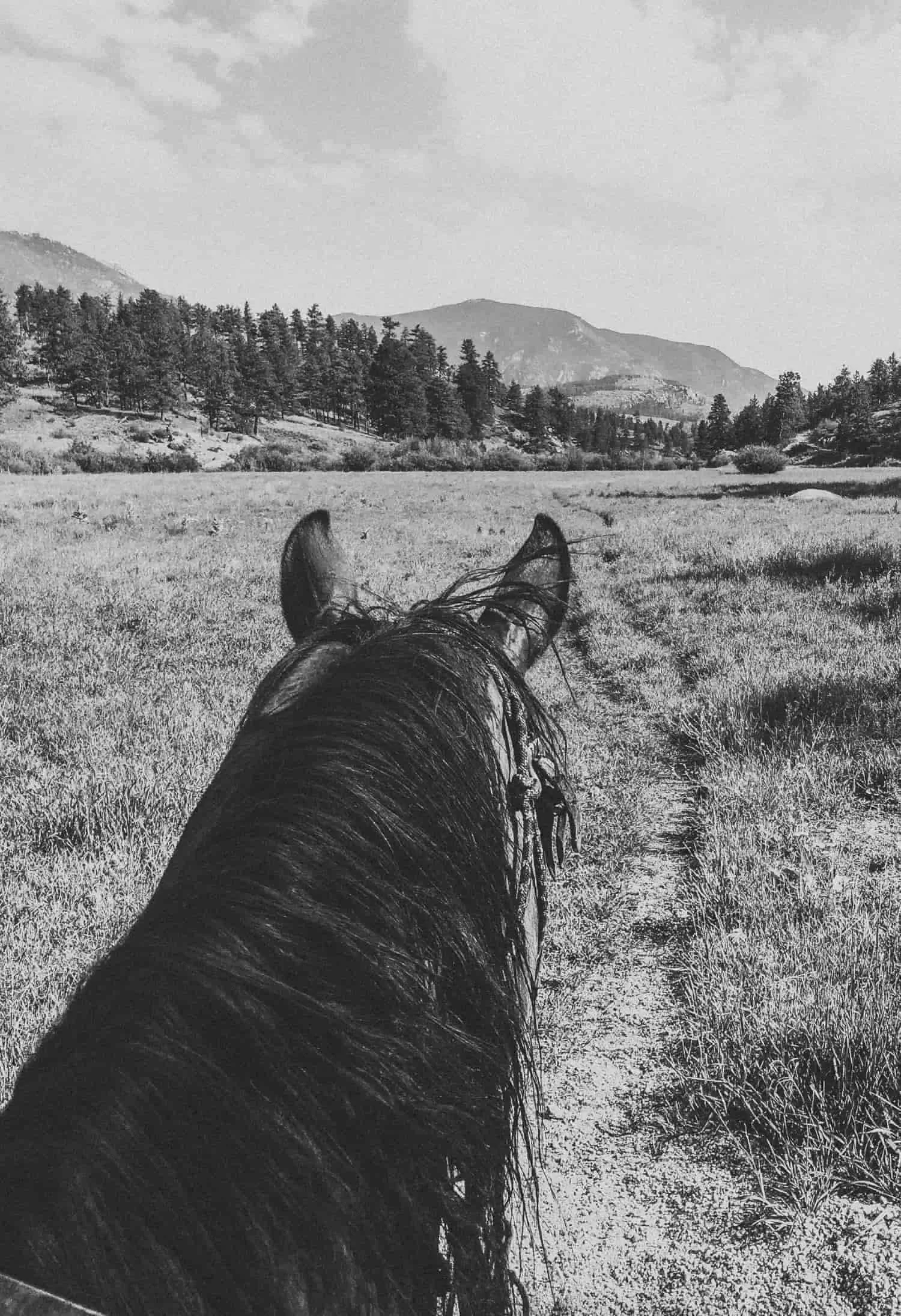 A black horses head and ears view on a grassy trail, mountains and trees in the distance under a partly cloudy sky.