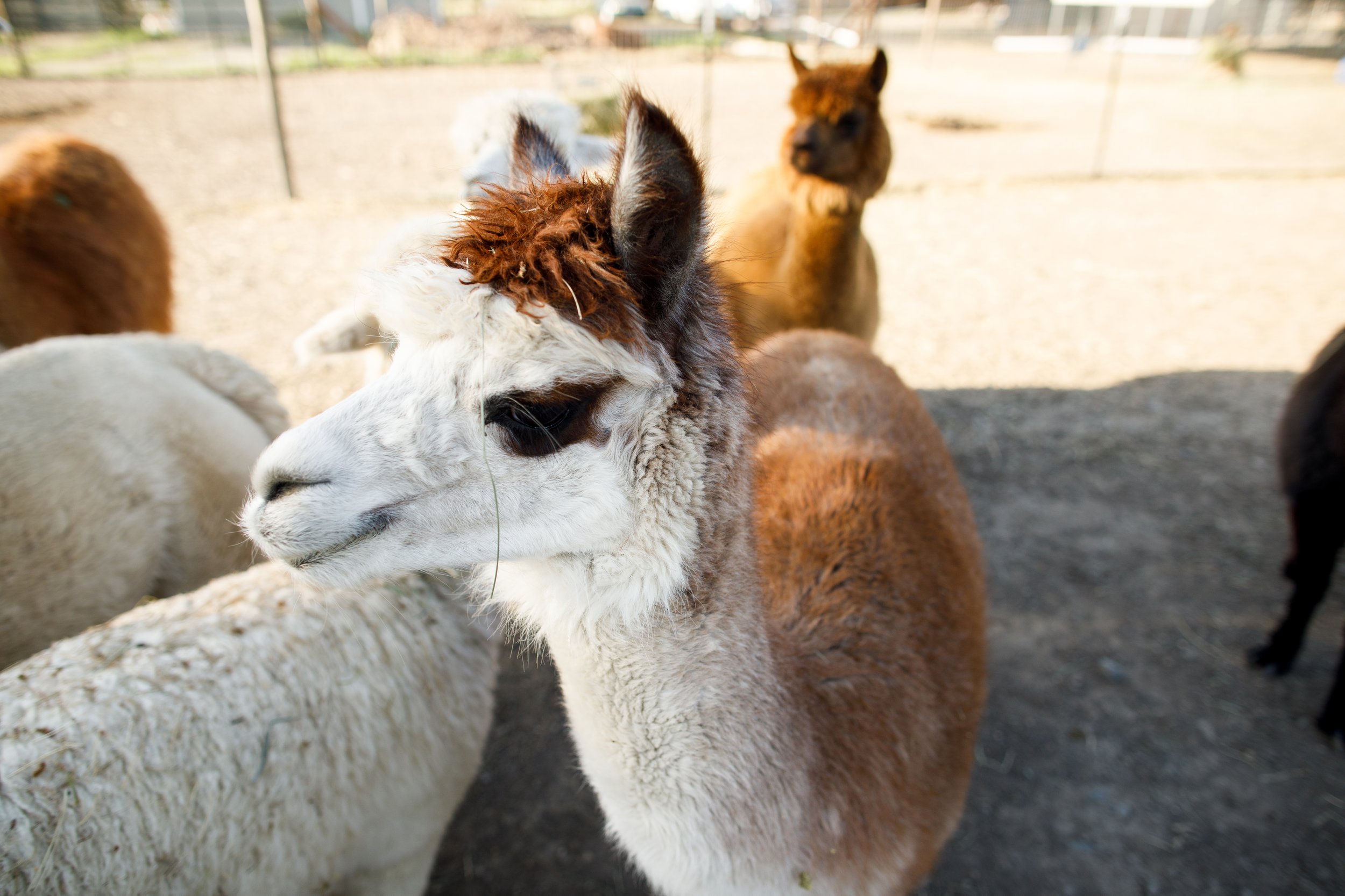 Alpaca and Llama Pasture Seed - Great Basin Seeds - Pasture for Llama and  Alpaca