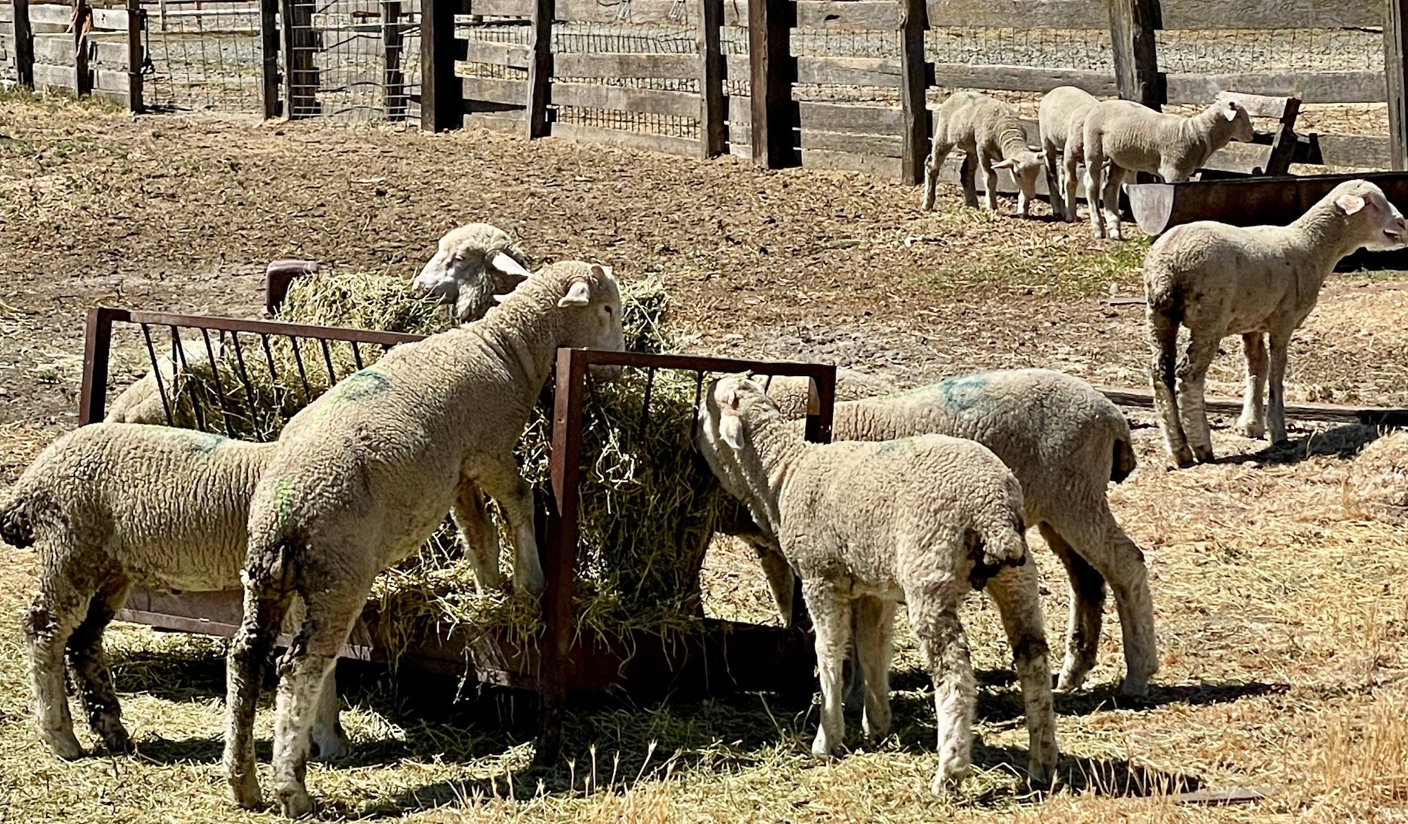 R. Emigh Livestock young rams - One source for Climate Beneficial Certified waste wool. 