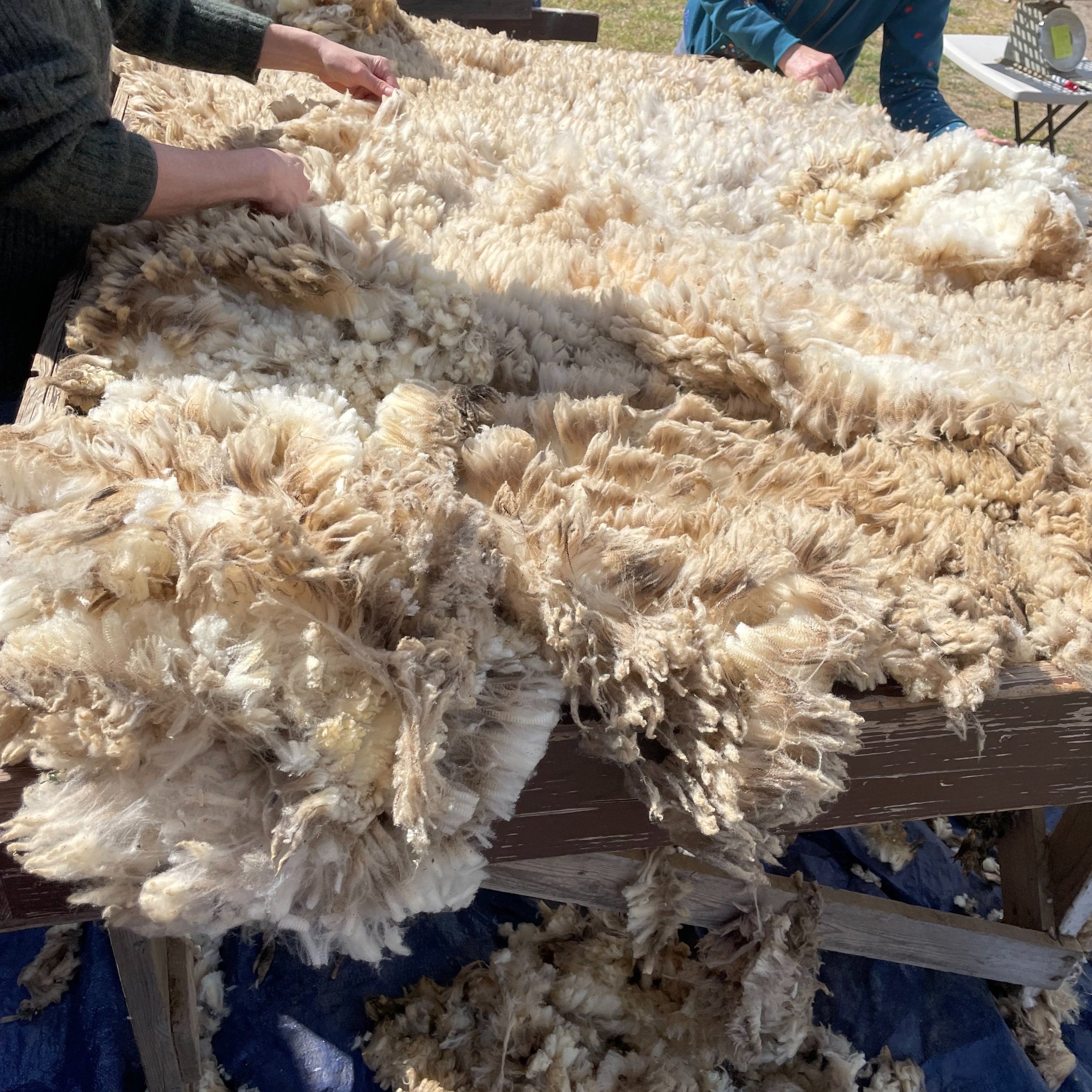 Skirting- Once shorn, the wool is checked and waste from poop or VM is tossed on the ground below. 