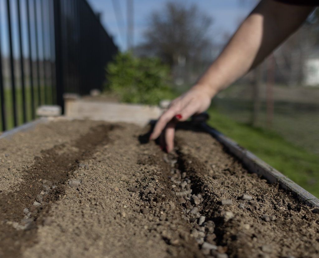 cover seeds.png