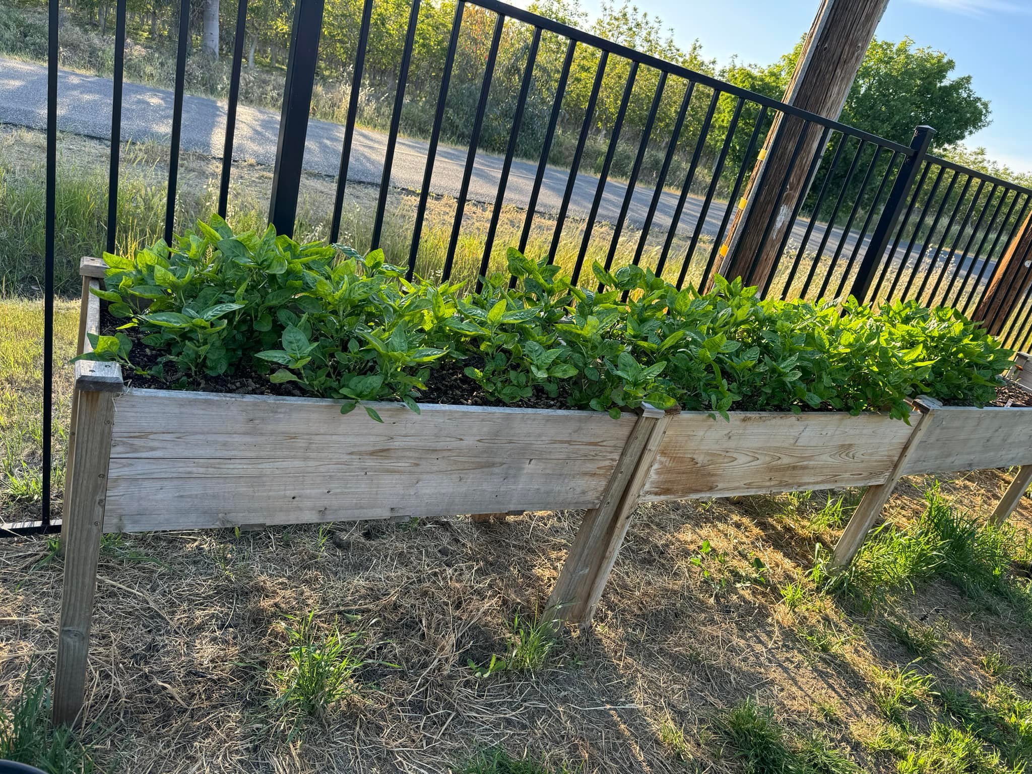 A moment in the garden. Will have ample indigo for making blue yarn this summer!!! And my newest iris is nearing bloom. 
Happiness!
Courtesy of Integrity&rsquo;s Wool Pellets. 😉