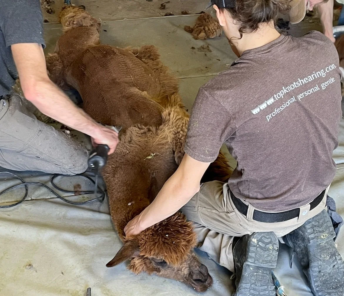 shearing an alpaca