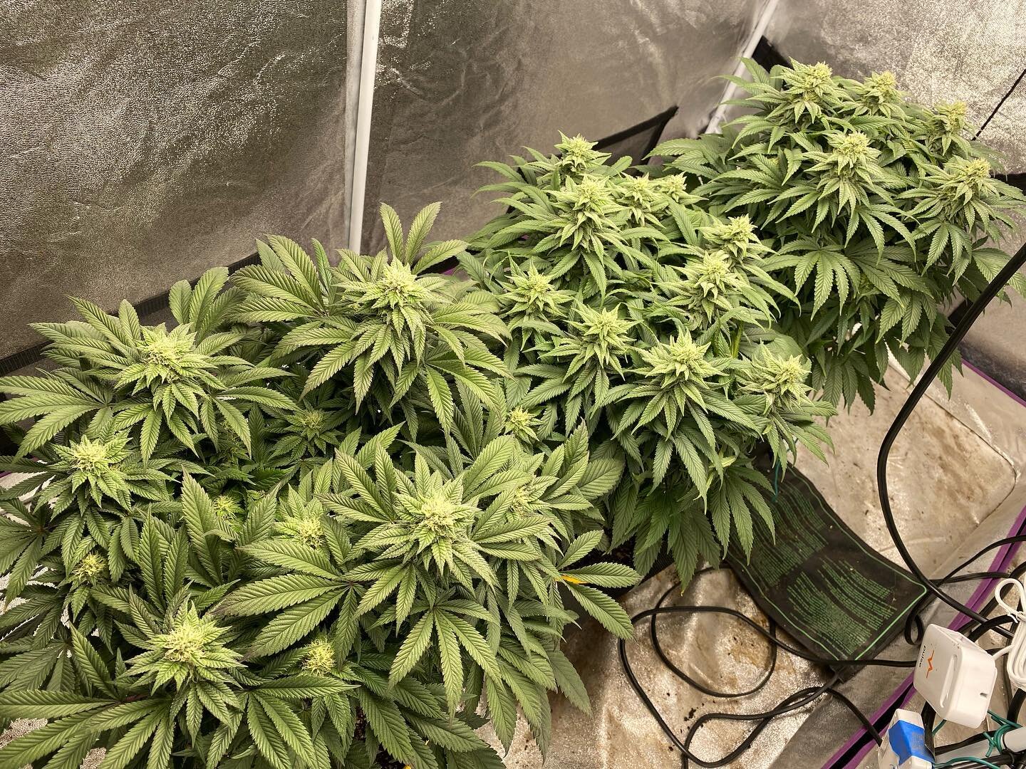 I cleared these plants 3 times before flower. So many leaves on these girls!! The smell reminds me of that 90s KB we used to get. People would call it &lsquo;kind&rsquo; or &lsquo;hydro&rsquo; and it never had seeds always sticky and nice bag appeal.