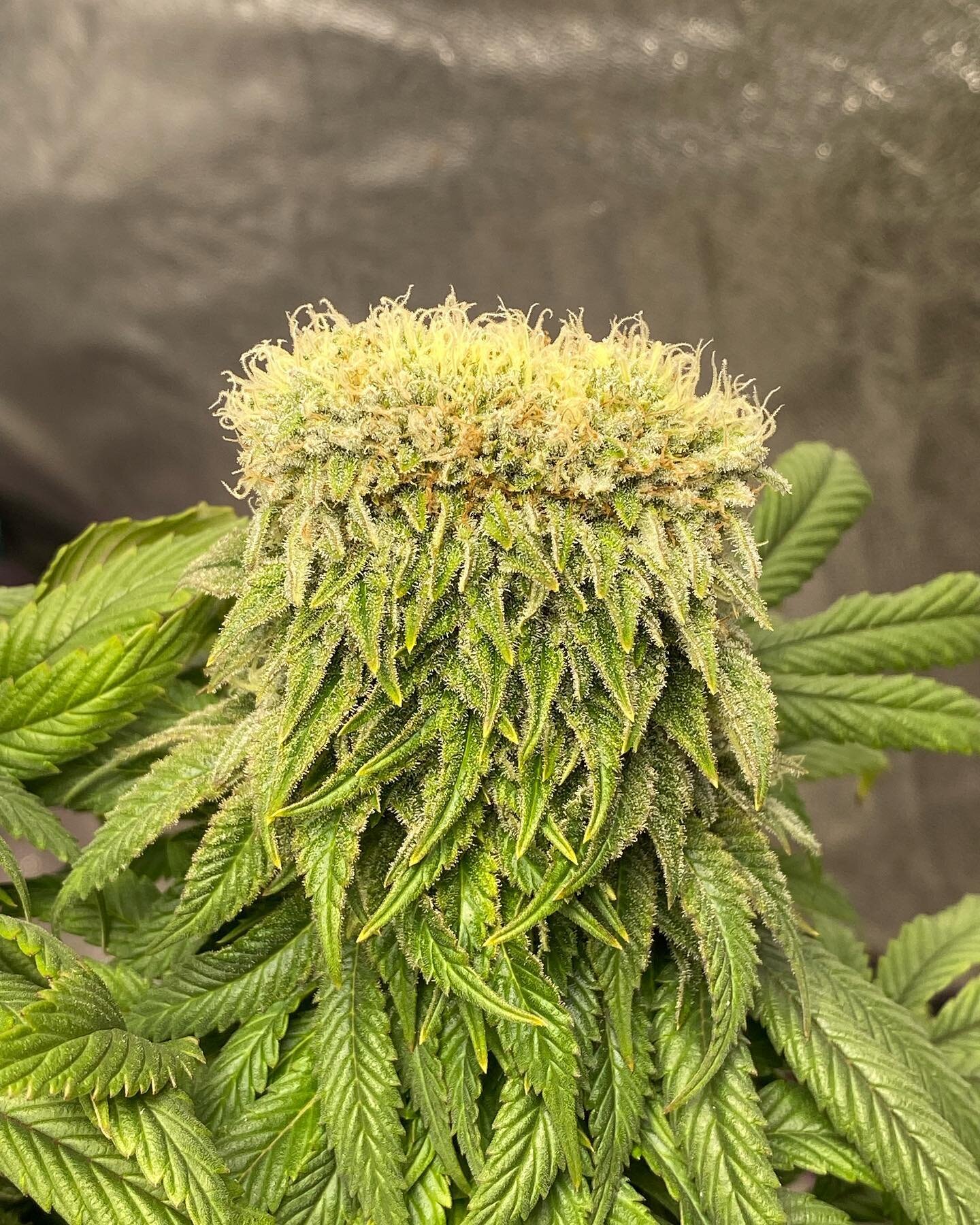 Mega bud! #cannabis #cannabiscommunity #weed #marijuana #thc #cbd #cannabisculture #weedporn #weedstagram #high #daily #terps #stoned #mmj #bhfyp #cannabiscures #organic #love #edibles #bong #bud #medicalcannabis #stonernation #stoners  #terpenes #ge