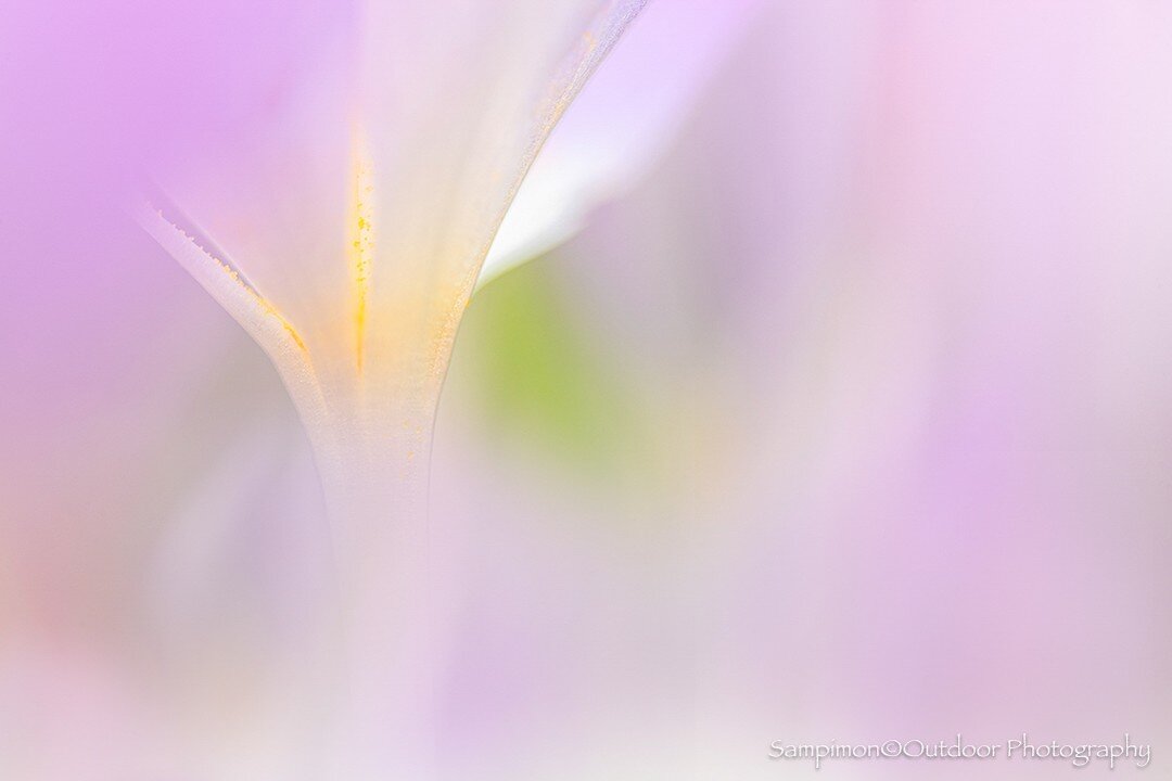 The crocuses lent themselves again this year to more abstract images.
#closeup #closeupphotography #macrophotography #instamacro #perfect_macro #upcloseandpersonal #macrobrilliance #krokus #crocus #fiftyshadesofmacro #spring #springiscoming #springis