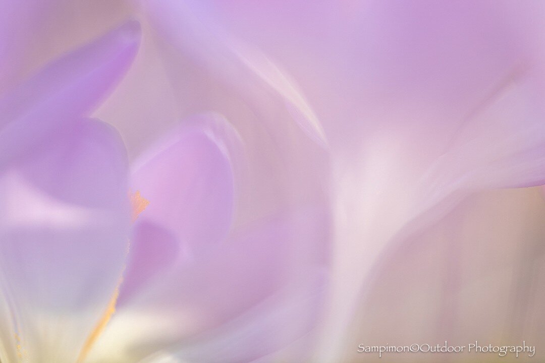 Dived deep into the crocuses again for a more or less abstract image.
#closeup #closeupphotography #macrophotography #instamacro #perfect_macro #upcloseandpersonal #macrobrilliance #krokus #crocus #fiftyshadesofmacro #spring #springiscoming #springis