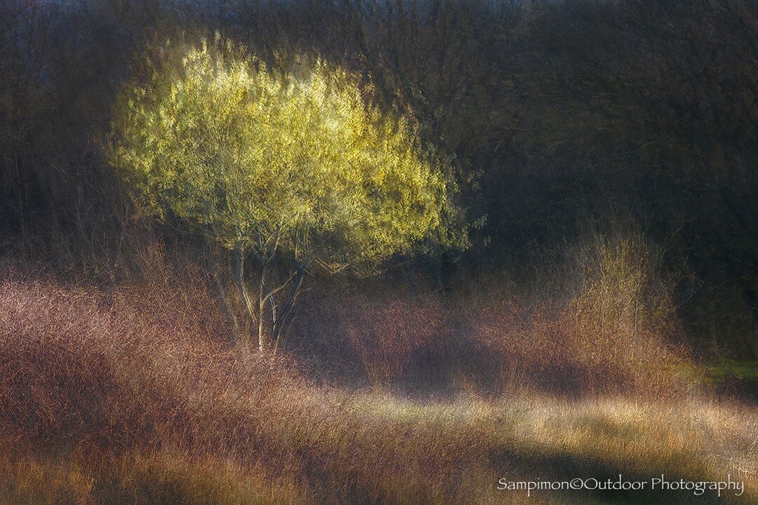 After about 5 years I finally created the image I had had in mind for years. A simple flowering willow in my local patch &quot;Het Reggedal&quot; between the brambles, but now in full bloom and illuminated by the first rays of sunshine. In addition, 