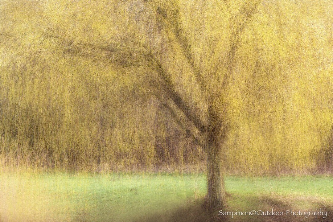 Just a weeping willow in the park, but captured differently using the adapted Pep Ventosa style . A wee bit of sunshine, the young fresh green and the adapted style gave a painterly effect.
Have a nice Sunday!
#hope #mood #serenity #tranquility #fair