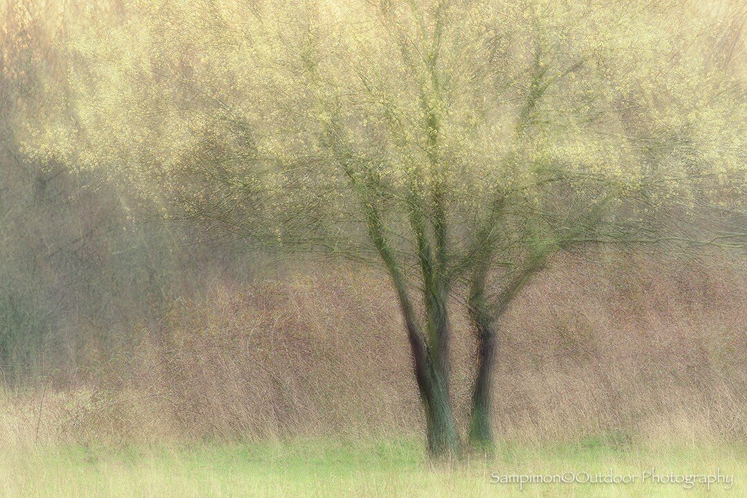 The willows are in full bloom in my local patch &quot;Het Reggedal&quot; from serene white to blue-green to almost yellow. This time the lime green variant captured again with the modified Pep Ventosa technique in combination with ICM for the painter
