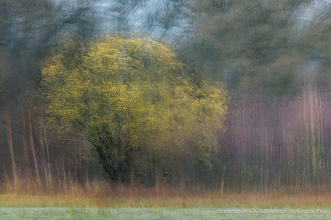 Looking for bright spots. This time I found them in an ocher-yellow flowering old willow tree standing between the young birches with their purple-brown branches. My modified Pep Ventosa technique applied in combination with ICM. The 12 images taken 