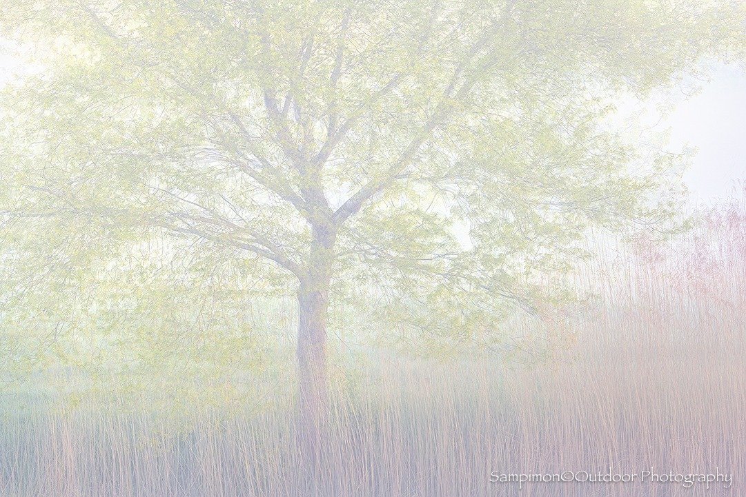 The young oaks on the banks of the river Regge, in combination with the still brown reed, were also beautiful to capture this spring. Early May, during a morning with a lot of fog, this oak had just enough leaves to make the soft green visible. I mad