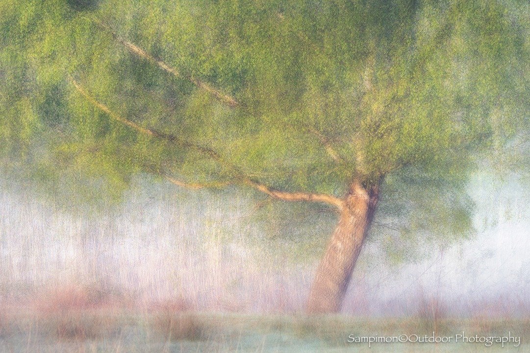 During a misty morning in my local patch the Reggedal I photographed this birch with the long &quot;arms&quot; on the bank of the river Regge. I made 7 images of this birch with my camera on tripod and moved my tripod after each image. Later I merged