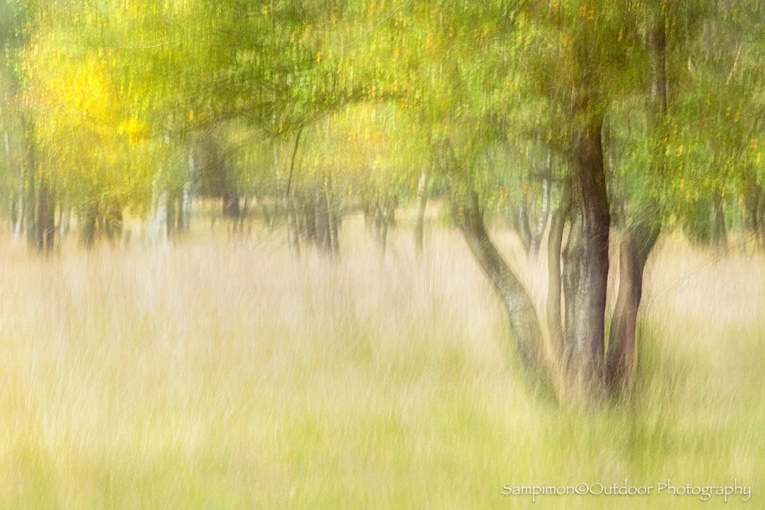 In a clearing embraced by slender birch trees, nestled within my local patch the Wierdenseveld the first whispers of autumn begin to tint the landscape with subtle warmth. I captured this quiet transformation in a single ICM (Intentional Camera Movem