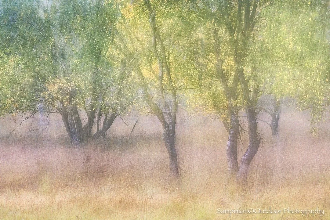 Once again, after a cold night, mist had been forecast. But as dawn crept in, a gentle breeze stirred just enough to scatter the veil of fog before it could settle. No matter. There&rsquo;s always a plan B.
I turned my gaze to the birches in my local