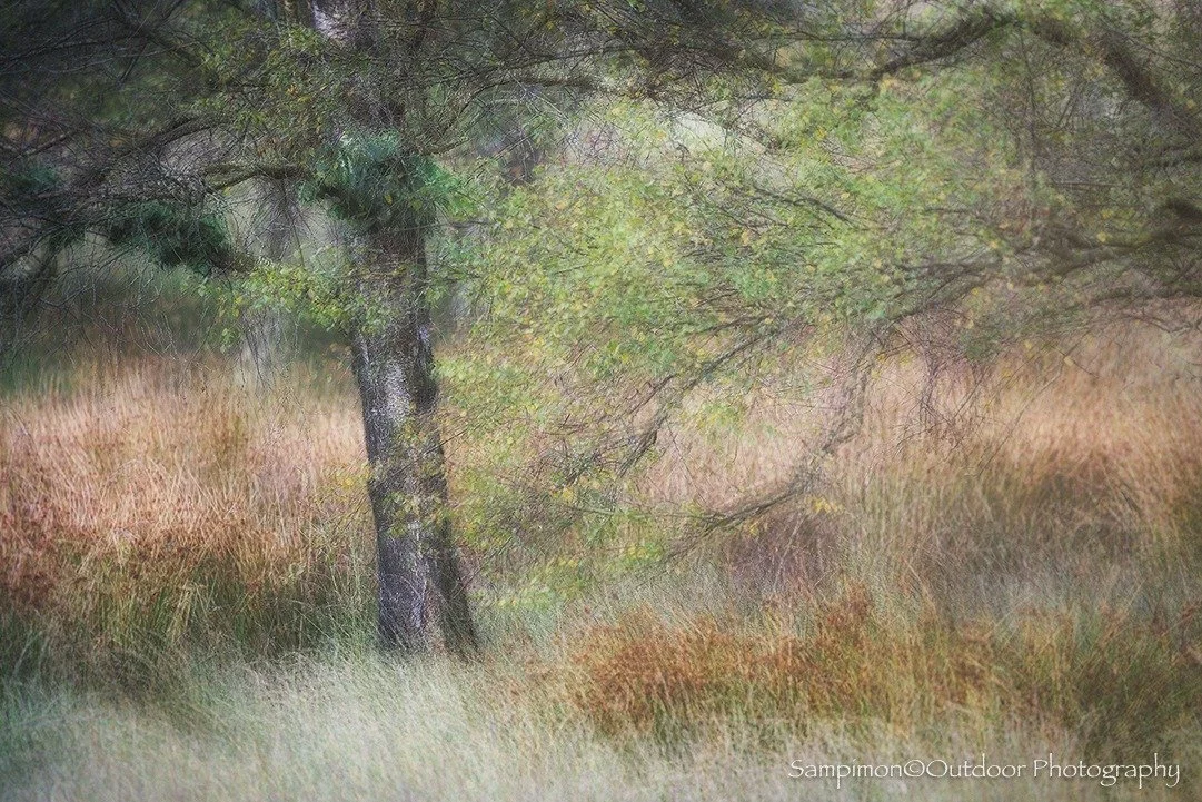 In a quiet part of my local patch the Wierdenseveld stands a birch tree. On its own, it&rsquo;s not a particularly remarkable tree. But nature has a way of surprising us when we slow down and truly look.
One branch, still clinging to its final leaves