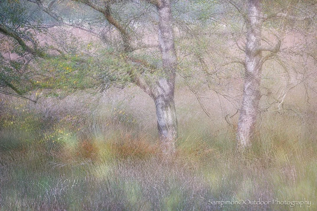 After several days of strong winds, the birch trees in my local patch the Wierdenseveld stood nearly bare, their leaves scattered like whispers in the grass. Of the two birches I affectionately call &ldquo;the dancing sisters,&rdquo; only a few leave