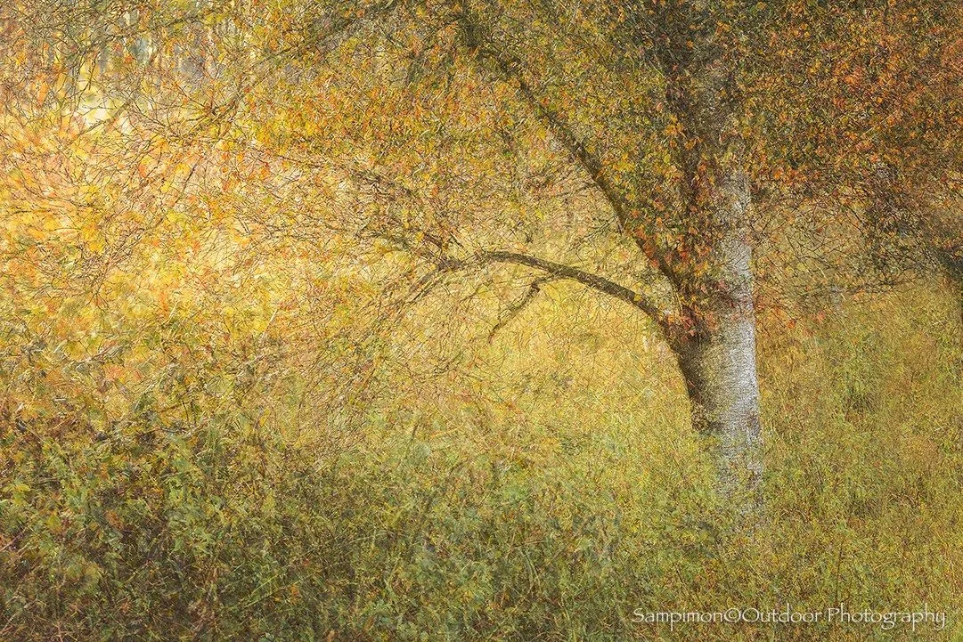 Bathed in the gentle light of an autumn morning, this silver birch stood quietly in my local patch of the Wierdenseveld. Its leaves, still plentiful, shimmered with the early hues of fall a tapestry of amber, gold, and rust whispering the season&rsqu