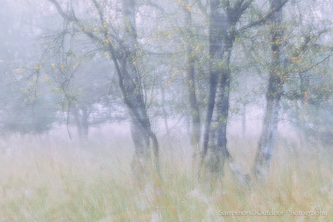 At last, a misty morning once more. I had already noticed this small cluster of birch trees in my local patch, the Wierdenseveld. Back then, their branches still held a generous shimmer of golden leaves. But wind and rain have since stripped them bar