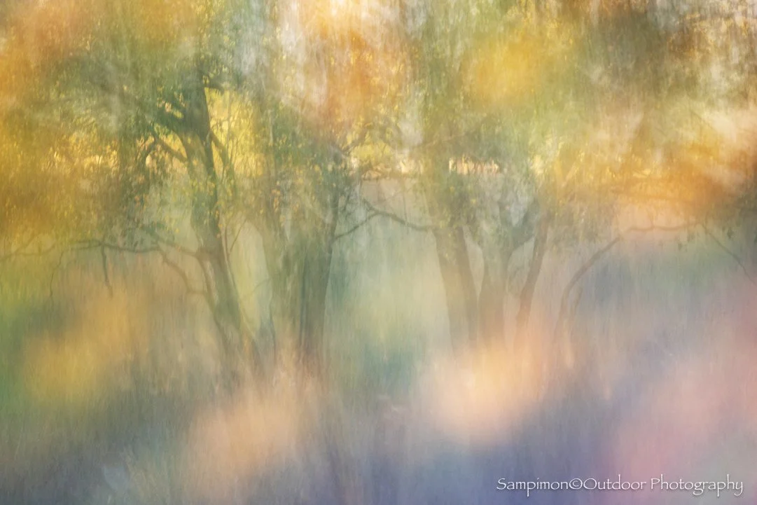 In my local patch, the Wierdensveld, I captured a single ICM (Intentional Camera Movement) image of a small cluster of birch trees, using a shutter speed of four seconds. During the exposure, I first held the camera still, allowing the scene to settl