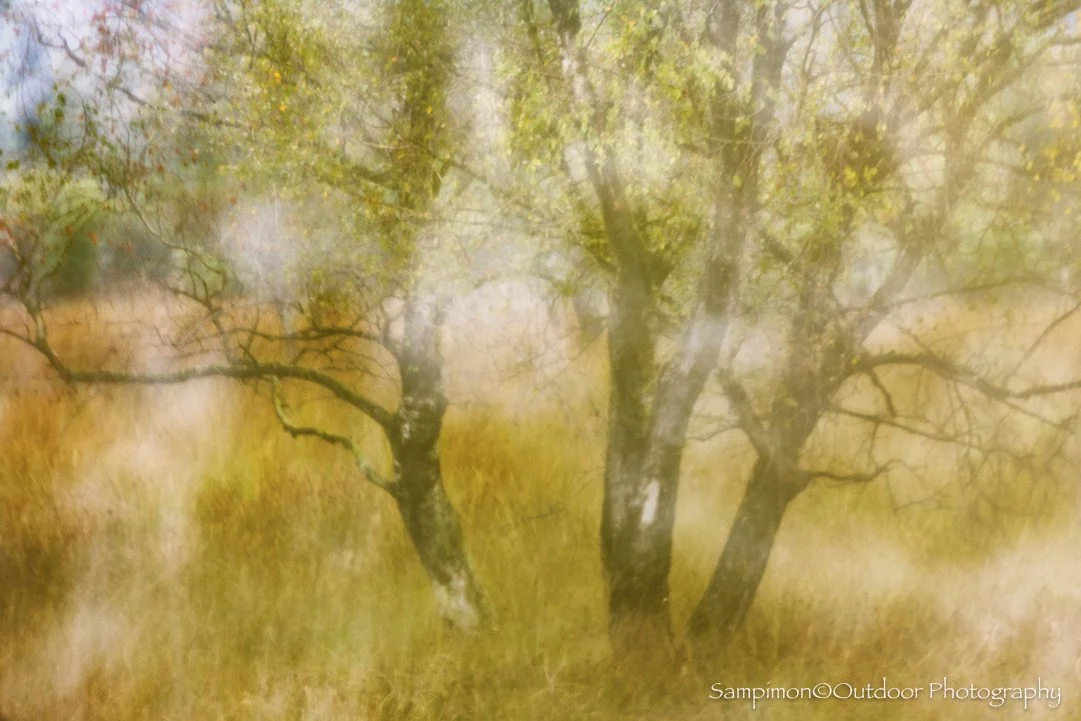 In this image, I sought to capture the wind, an ephemeral presence, within the familiar contours of my local patch, the Wierdenseveld. From a small cluster of birch trees, I created a single ICM (Intentional Camera Movement) photograph using a 4 seco