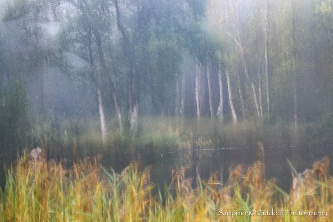 Not all the birches in my local patch had yet surrendered to autumn&rsquo;s golden touch. In this quiet landscape where reeds whisper beside a peat pool and the birch trees linger in the background I captured a single ICM image with a two second expo