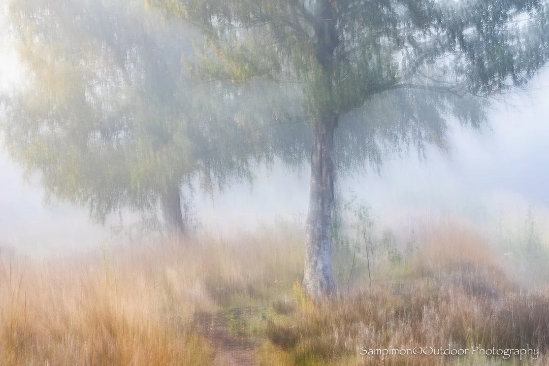 Two older birch trees stand at the edge of a quiet peat lake, veiled in the soft embrace of morning mist. Captured through the gentle technique of Intentional Camera Movement (ICM), this fleeting landscape was rendered into a single, painterly image 