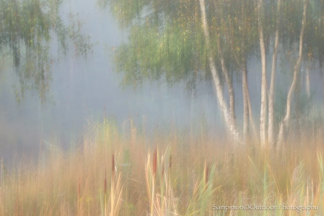 On a misty morning in my local patch, nestled at the edge of a tranquil peat lake, I captured the graceful birch trees using Intentional Camera Movement (ICM).
With a single exposure lasting two seconds, I first held the camera still, allowing the qu