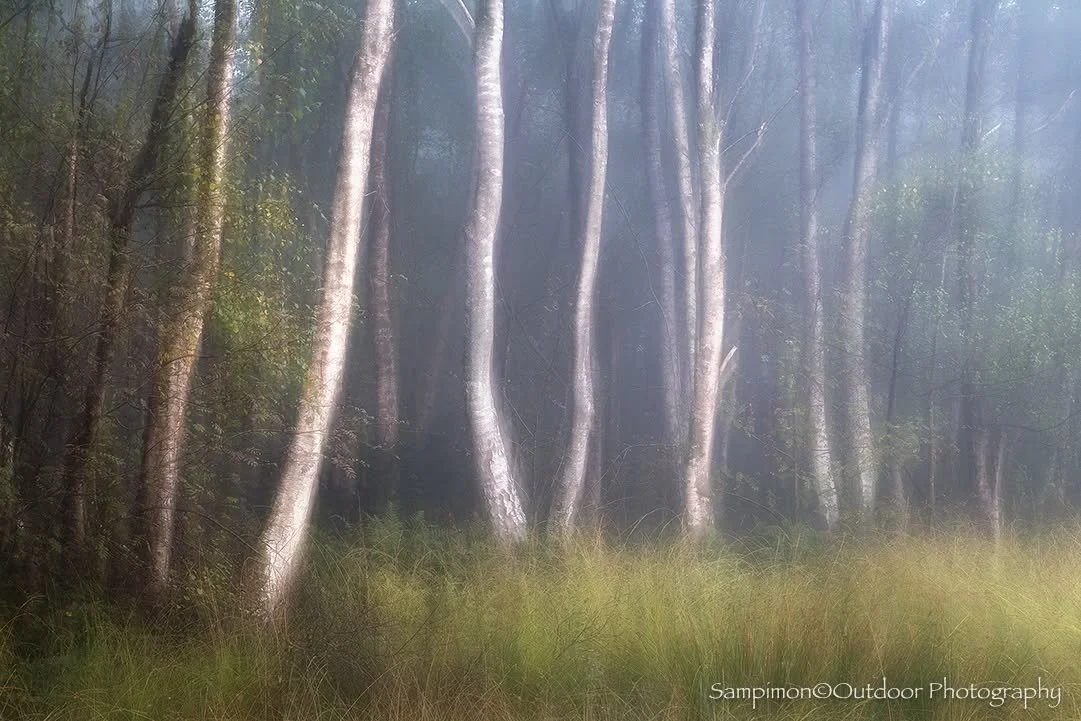 Let us return, just for a moment, to that misty morning in the birch forest. In a quiet clearing, the air shimmered with mystery, as if the forest itself were whispering secrets to the light. From this enchanted scene, a single ICM image was born, ca