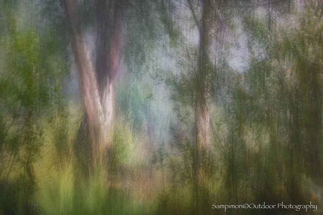 n another corner of the birch forest, where a wisp of mist drifted from the peat pool and cast a veil of mystery, a solitary ICM image was captured of this ancient birch. With a shutter speed of three seconds, the camera was first held still, then ge