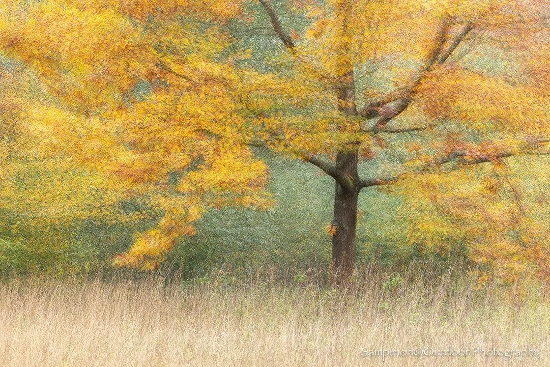 Just before the storm swept in, I captured this majestic oak bathed in the warm hues of autumn, standing proud in the park. I took nine photographs of the tree, each from a slightly different angle, carefully repositioning my tripod between shots. La