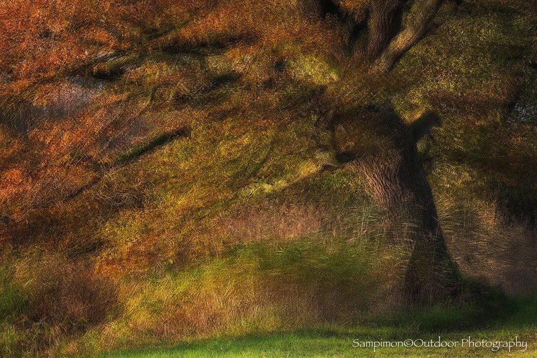 One of the graceful, overhanging ancient oaks along the banks of the river Regge, captured at sunrise. Bathed in rust-brown autumn hues, this majestic tree gently embraced the morning light as it filtered through its branches. I photographed it eight