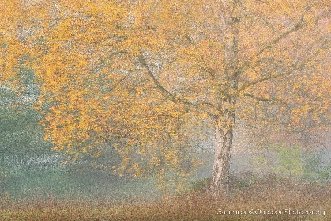 The birch trees in my beloved patch of the Reggedal are now dressed in a stunning palette, their leaves shimmering from yellow-green to deep amber. This Saturday morning, I was graced with a touch of magic, mist blanketed the landscape, lending a sof