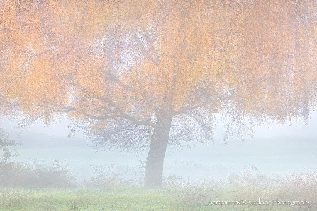 Last week, a morning veil of mist drifted gently across my local patch, the Reggedal. On the banks of the river Regge, a solitary birch suddenly blazed with fire as the sun&rsquo;s rays kissed its branches. The enchantment lasted only a few fleeting 