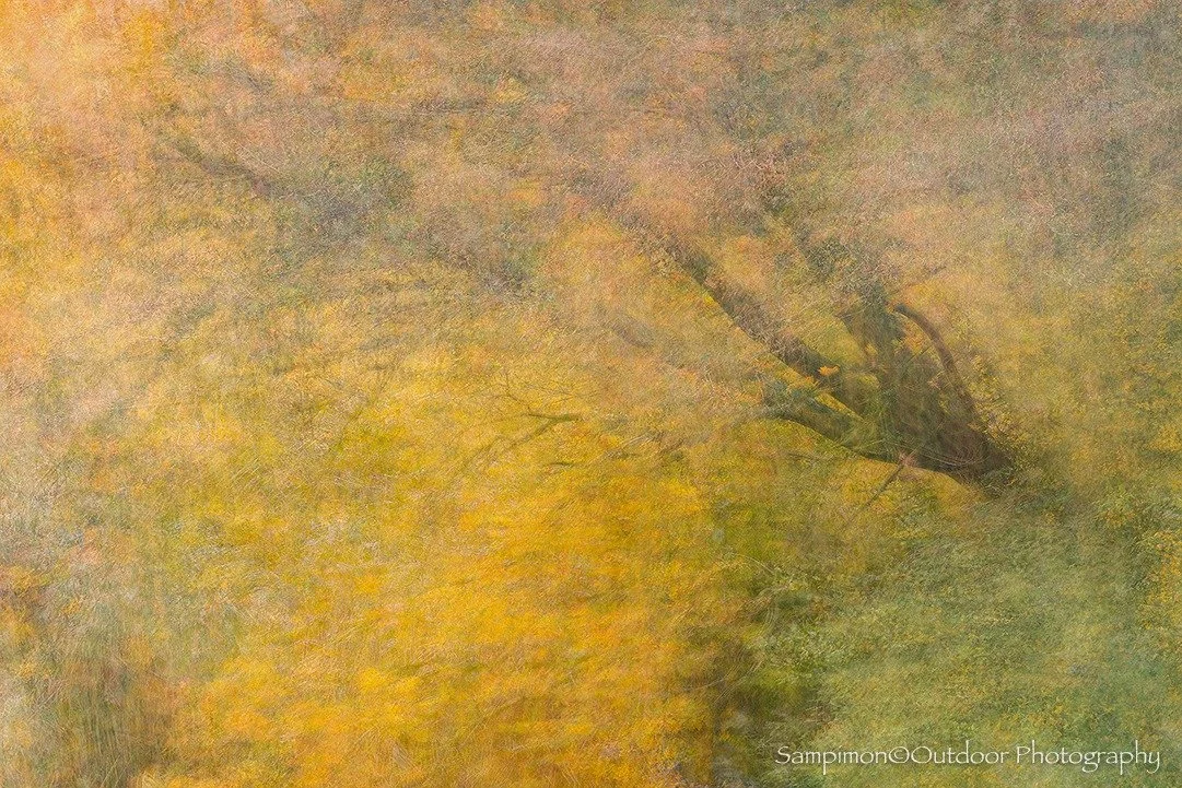 In November, I captured the &ldquo;Outstretched Hand&rdquo; in my local patch the Reggedal. From this composition, an ancient oak standing proudly on the banks of the river Regge, accompanied by a small gathering of alders and willows. I created a si
